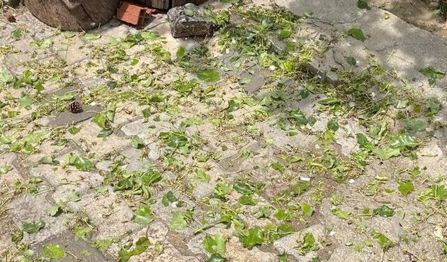 Darende’yi Dolu Çok Ağır Etkiledi: Üretici Acil Destek Bekliyor