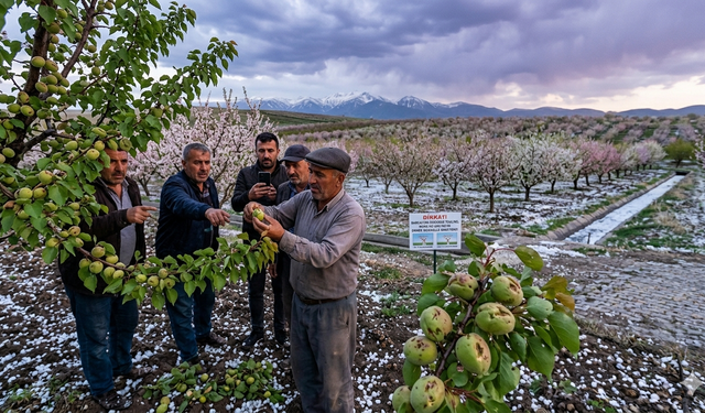 Malatya’da Dolu Yağdı, Kayısı Üreticisi Endişeli