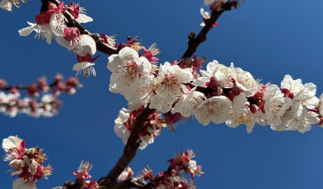 Malatya’da Kritik Günler Başlıyor: Don Tehlikesi Kapıda