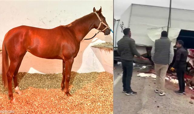 Malatya Girişinde Üzücü Kaza: Şampiyon Yarış Atı 'Heyfa' Hayatını Kaybetti