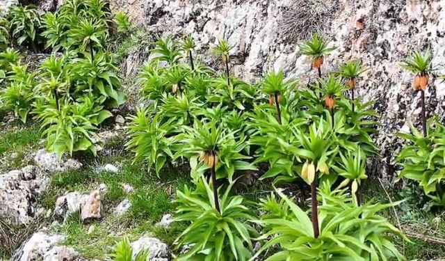 Malatya'nın Hüzünlü Mucizesi Uykudan Uyandı: Vali Yavuz'dan Görsel Şölen Paylaşımı