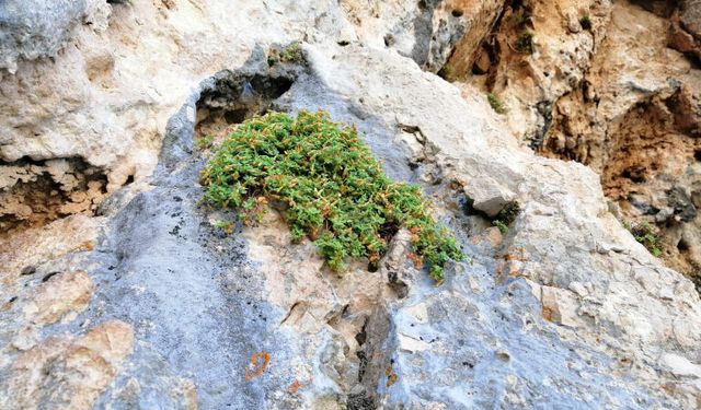 Malatya’nın Gizli Şifası: Bu Bitki Sağlıkta Yeni Bir Dönem Başlatabilir...