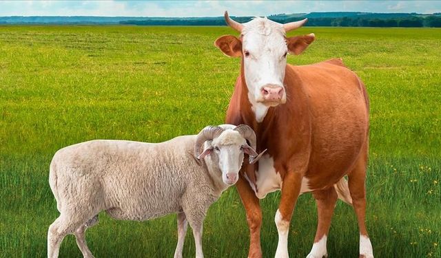 Malatya'da Kurbanlık Fiyatları Netleşmeye Başladı