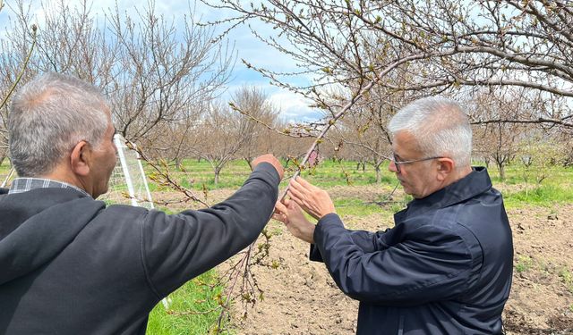 Zirai Don Tehlikesine Karşı Uzmanından Kritik Uyarılar: Hangi Yöntem Gerçekten İşe Yarıyor?