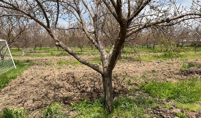 Malatya’da Don Olacak Mı? Uzmanından Rahatlatan Açıklama