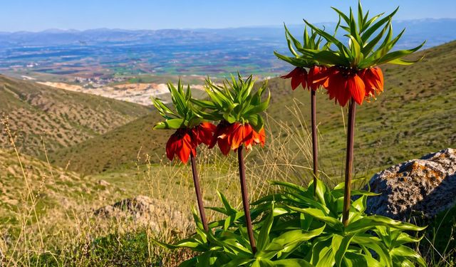 Malatya'da Ters Laleler Açtı: Koparmanın Cezası 1 Milyon TL