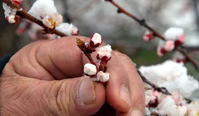 Çevre illerde zirai don uyarısı yapıldı: Peki Malatya’nın son durumu ne?