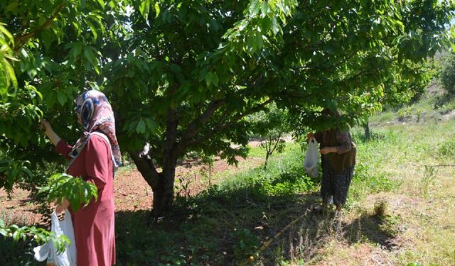 Malatya'da Kadınlar Ağaç Yapraklarını Neden Topluyor?