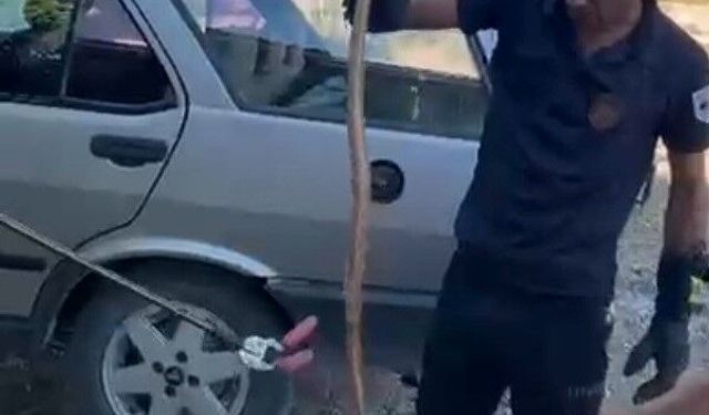 Malatya'da kayısı bahçesinde yılan alarmı! Park halindeki otomobile gizlendi…