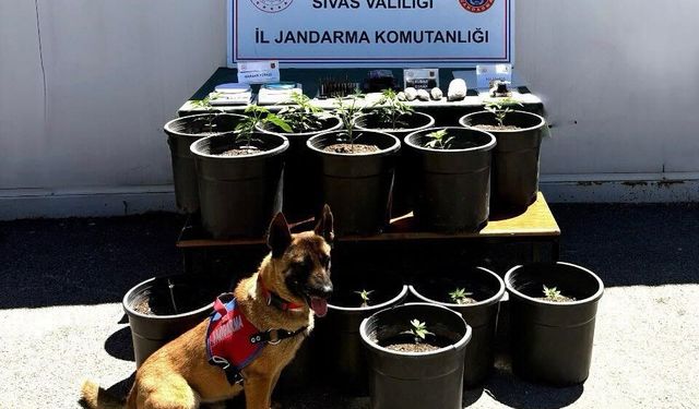 Saksıda Yasaklı Madde Yetiştirdiler, Operasyonla Hepsi Ele Geçirildi: 5 Gözaltı