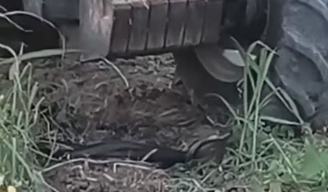 Traktörün altından gelen seslere baktı, gördüğü manzara karşısında donakaldı!