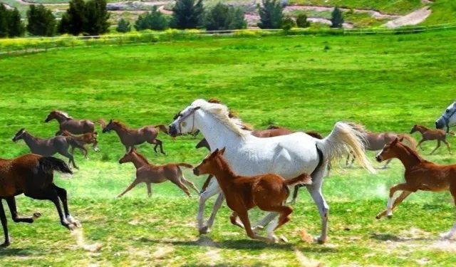 Malatya’dan Çıktı, Bursa’yı Salladı: 2 Yaşındaki 'Ruşenbey' Tam 1 Milyon 200 Bin TL!