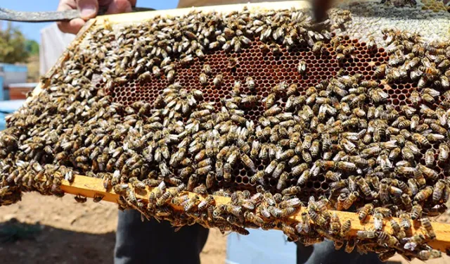 Malatya Darende'de Keven Balı Hasadı Başladı: 65 Ton Rekolte Bekleniyor