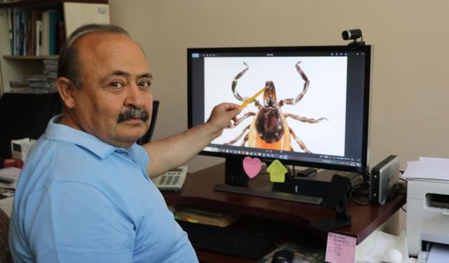 Kene Tehlikesi Büyüyor: Gölgelik Alanlar Riskli, Tek Dişi 10 Bin Yumurta Bırakabiliyor