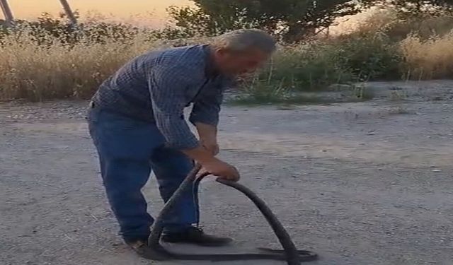 Çarmuzu’da "Yılan Avcısı" Muhtar: Evlere giren dev yılanları eliyle yakalayıp doğaya salıyor!