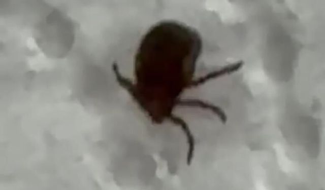 Kenenin Isırdığı Vatandaş Tedbir Amaçlı Hastaneye Başvurdu