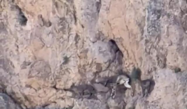 Malatya Darende'de Yaban Keçileri Sürü Halinde Görüntülendi! Doğanın Eşsiz Misafirleri Kamerada