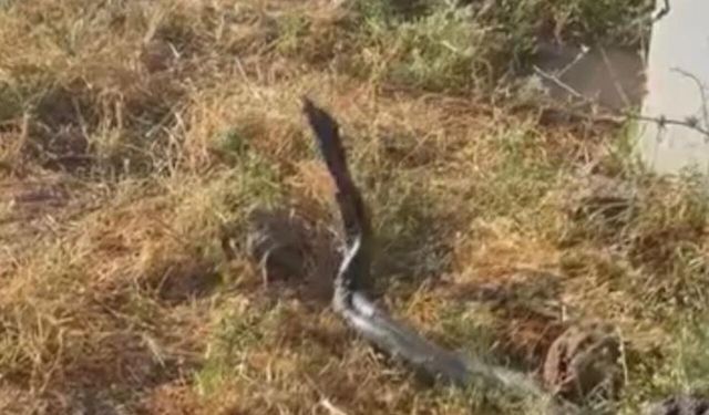 Diyarbakır'da sıcak hava etkisini artırdı: Yaklaşık üç metrelik yılanlar görüntülendi