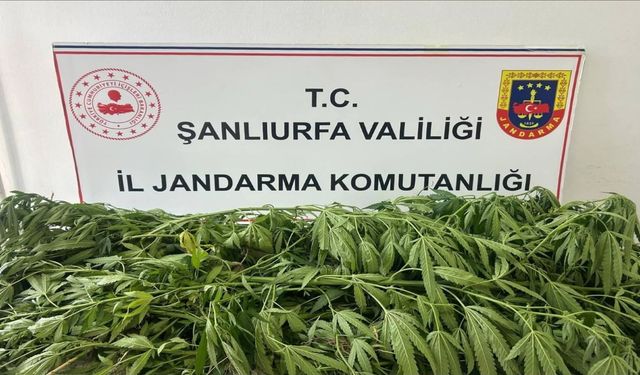 Suruç’ta Baskın! Yasa Dışı Ekilen 35 Kök Kenevir Bulundu