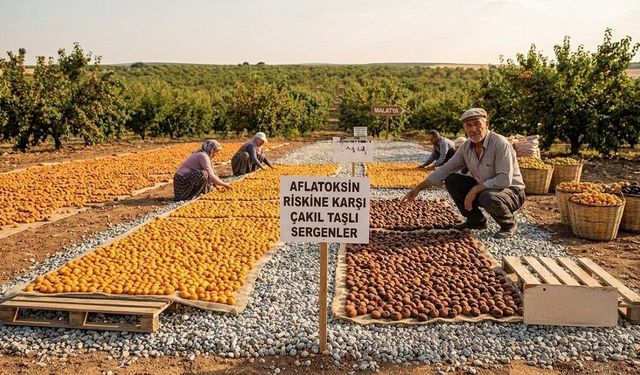 Malatya'nın Gizli Tehlikesi! Gün Kurusu Kayısıda Üreticiyi Zorlayan Risk Büyüyor