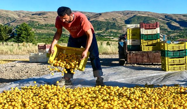 Malatya Kayısında Alarm! Üretici: "Artık Dayanacak Gücümüz Kalmadı"