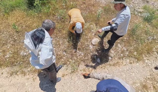 Malatya’da Doğanın Gizli Hazinesi Keşfedildi! Kelebek Avcıları 2 Gün Boyunca Dağ Dağ Gezdi