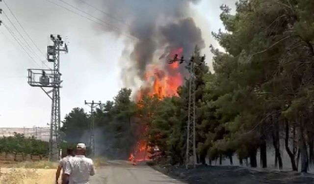 Orman Yangını Paniği! Alevlere Havadan Ve Karadan Müdahale Edildi