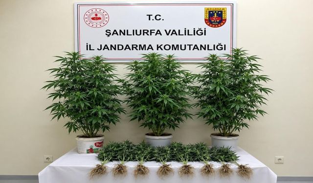 Şanlıurfa Bozova’da Jandarma Baskını! 13 Kök Kenevir Ele Geçirildi