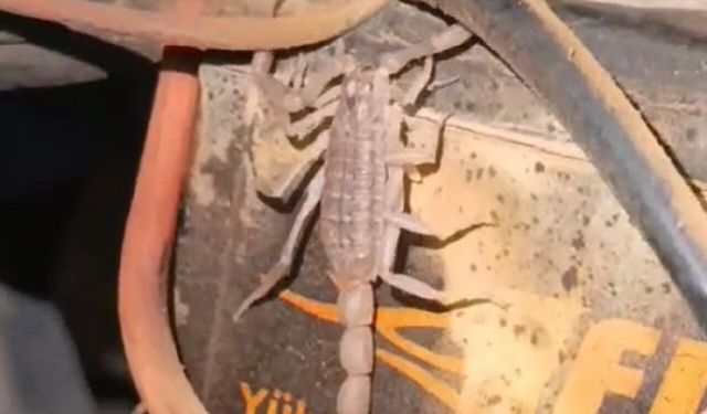 Malatya'da Motosikletin Motorunu Açan Usta Şoke Oldu: İçinden Akrep Çıktı!