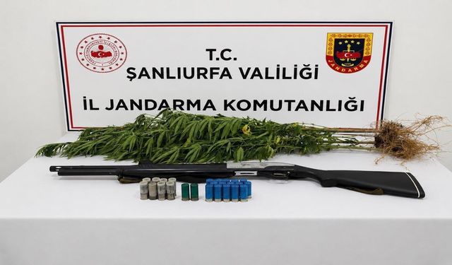 Şanlıurfa’da Jandarmadan Uyuşturucu Operasyonu! Kenevir ve Ruhsatsız Tüfek Ele Geçirildi