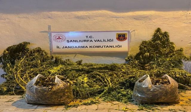 Şanlıurfa’da Jandarma Baskını! 625 Kök Kenevir Ve 4 Kilo Esrar Ele Geçirildi