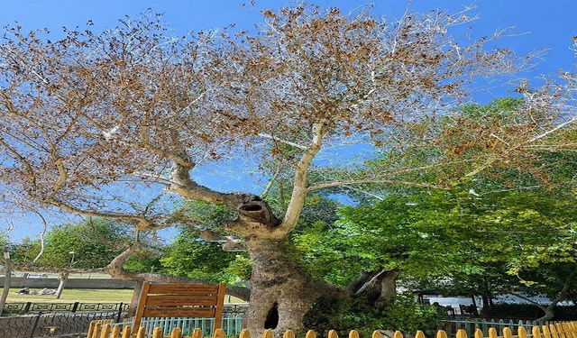 Bu Çınarın Sırrı Yüzyıllardır Çözülmedi! Malatya’daki Ağacın Hikâyesi Dikkat Çekiyor