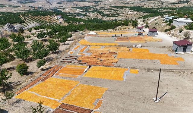Malatya’da kayısı hasadı bitmedi! O İlçede yeniden başladı