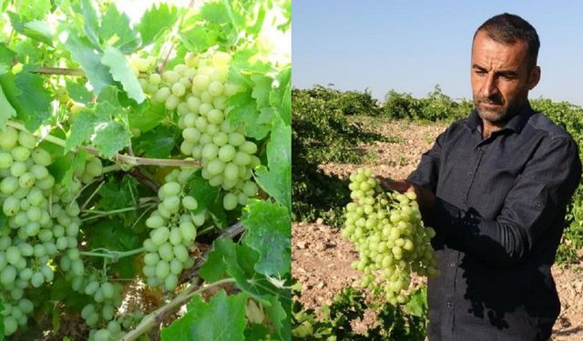 Malatya’da Unutulmuştu, Şimdi Yok Satıyor! Tahannebi Üzümüne Talep Yağıyor