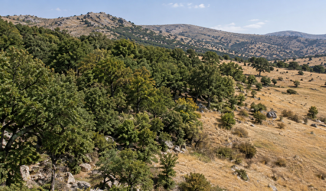 Resmî Gazete’de Yayımlandı! Malatya’da Orman Sınırları Yeniden Belirlendi