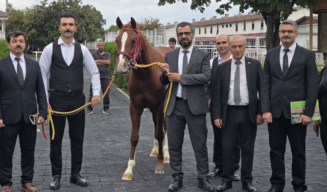 Malatya’da Yetiştirildi, Veliefendi’de Milyonlara Satıldı! En Pahalı Tay 8,75 Milyon TL
