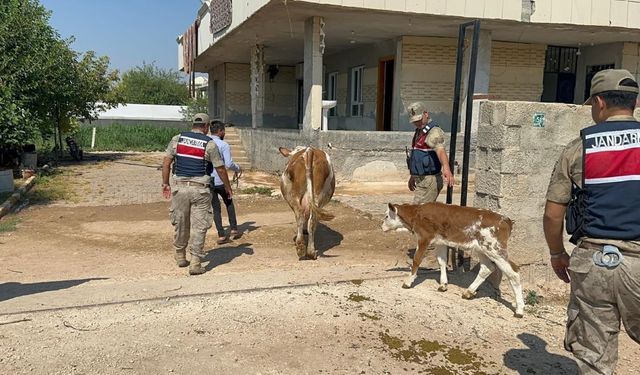 Şanlıurfa’da Büyükbaş Hayvan Satışında Dolandırıcılık İddiası! 1 Şüpheli Yakalandı
