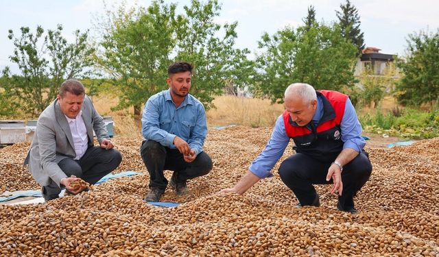 Kayısının Başkentinde Dikkat Çeken Değişim! 45 Dönümlük Badem Bahçesinde Hasat Başladı