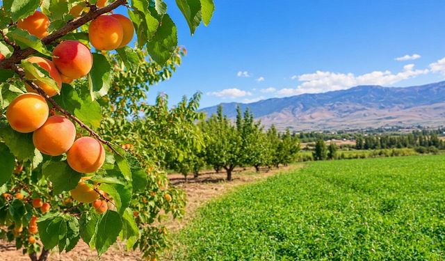 Malatya’da Kayısı Bahçesi Denildi, Detayı Dikkat Çekti!