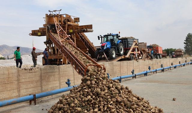 Elazığ’ın Pancarları Malatya’ya Geliyor! İşlenecek Miktar Belli Oldu