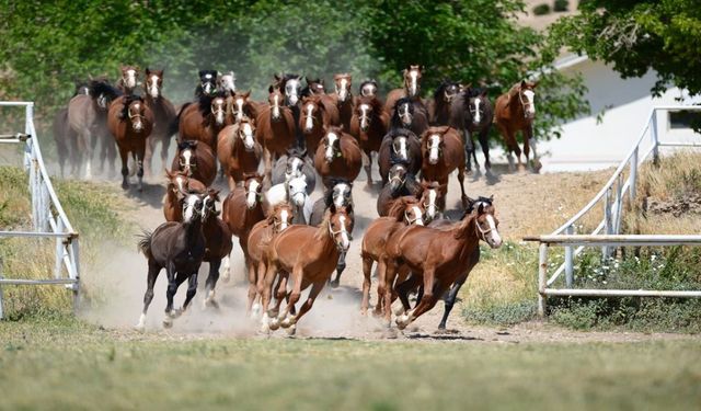 Şehirden Uzaklaşmak İsteyenler Buraya! Malatya’nın 160 Yıllık Sultansuyu Harası