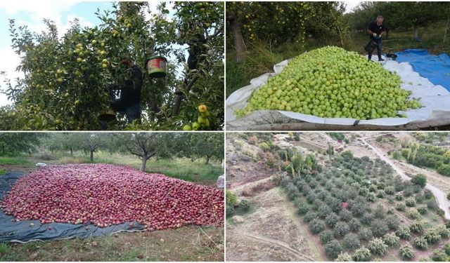 Malatya’da Geçen Yıl Don Vurdu, Bu Yıl Rekor Bekleniyor!