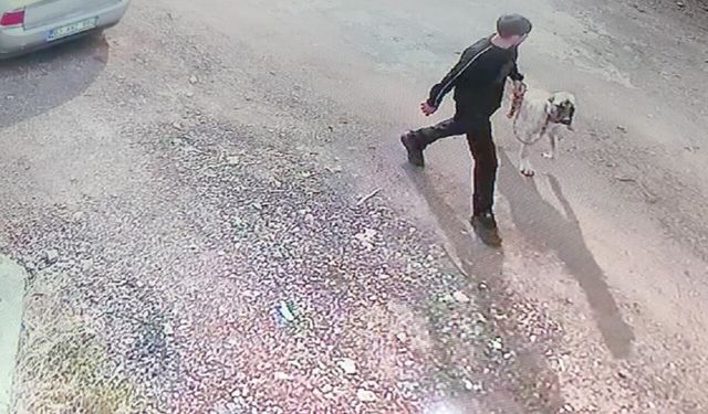 Siverek’te İki Kişi Kangal Köpeğini Çaldı: O Anlar Kamerada!