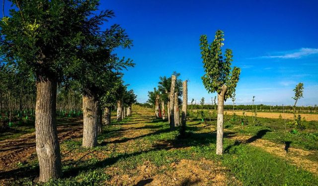 Malatya’da 20 Bin Fidanlık Üretim! Büyükşehir’in Çalışması Dikkat Çekti