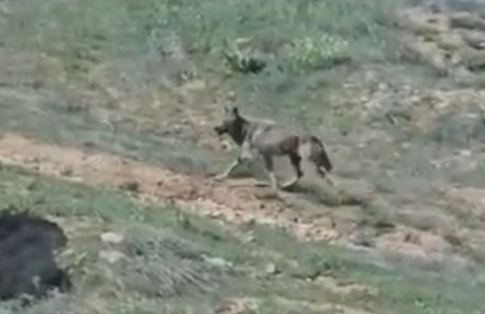 Elazığ'da vahşi doğa göz kırptı