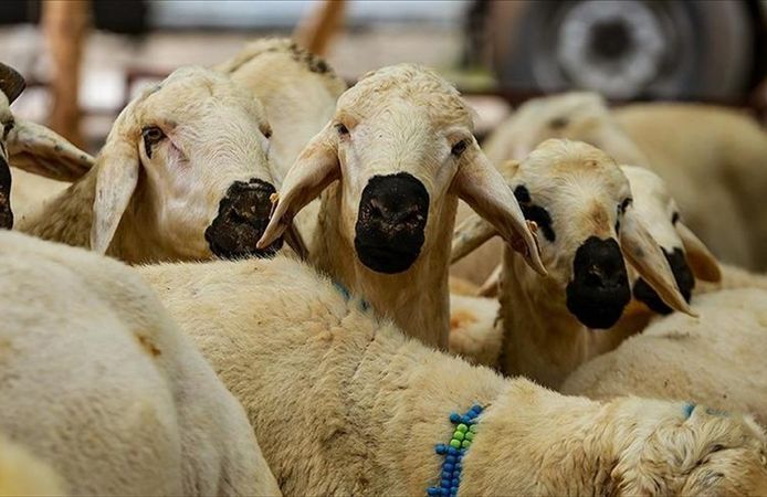 Kurbanınızı Erken Kestirmeyin! Diyanet’ten Kritik Açıklama