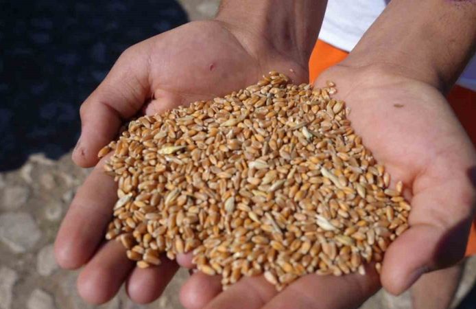 Sertifikalı Tohum Almak İsteyen Çiftçiler İçin Son Çağrı: 31 Temmuz