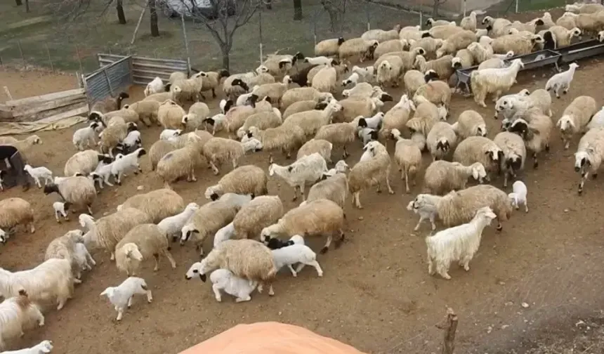 Erzincan’da kuzular anneleriyle buluştu