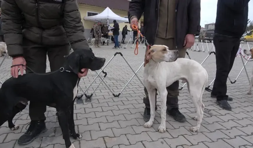 Köpekler en gözde özellikleriyle yarıştı