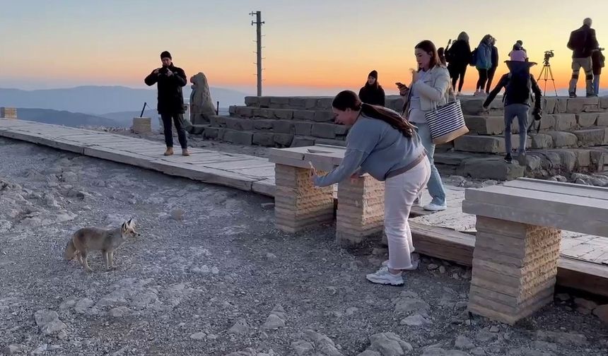 2 bin yıllık heykellerin arasında bir tilki! İşte Nemrut’un büyüleyen anları